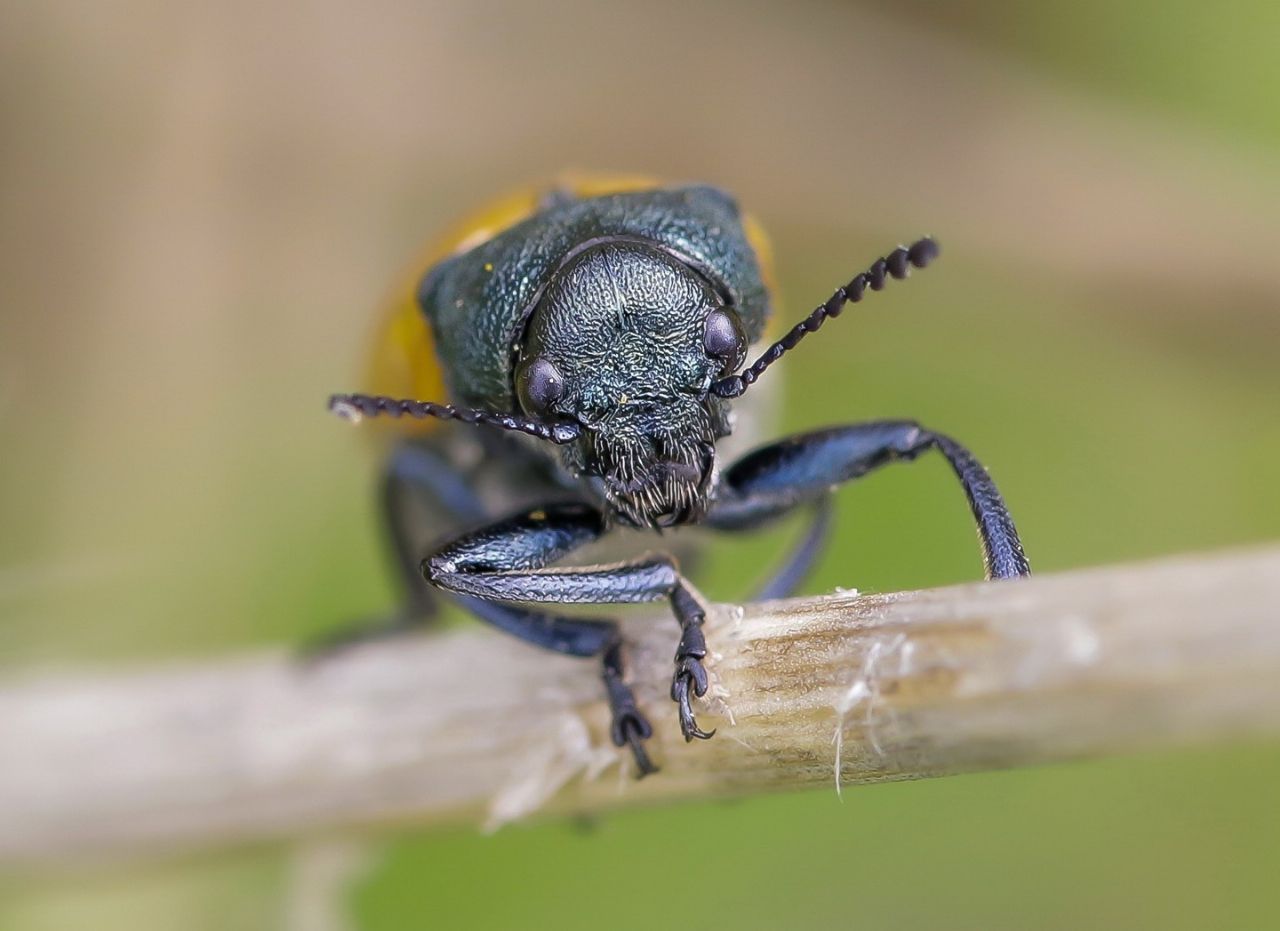 Chrysomelidae - Labidostomis taxicornis ? Sì.